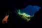 Cardinal fish in cave